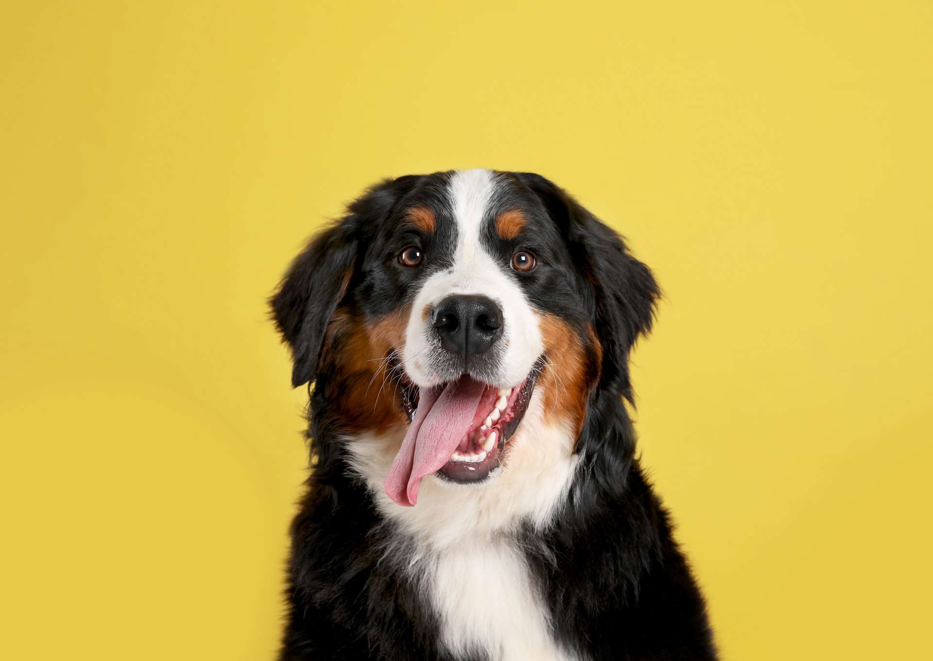 chien prenant la pose